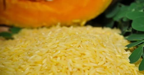 ধানের সঙ্গে ভুট্টার জিন মিলিয়ে উদ্ভাবন করা হয়েছে গোল্ডেন রাইস!